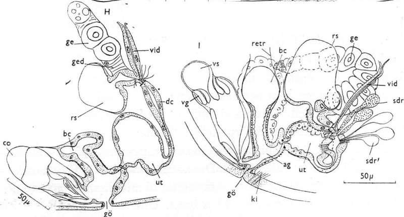 Image of Gieysztoria rubra (Fuhrmann 1894)