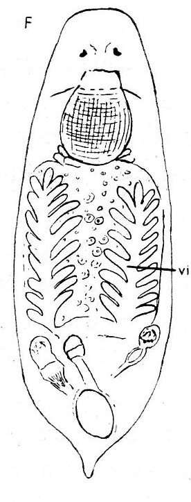 Image of Gieysztoria rubra (Fuhrmann 1894)