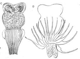 Gieysztoria rubra (Fuhrmann 1894)的圖片