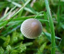 Image of Mycena flavescens Velen. 1920