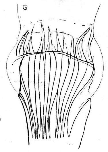 Image of Gieysztoria rubra (Fuhrmann 1894)