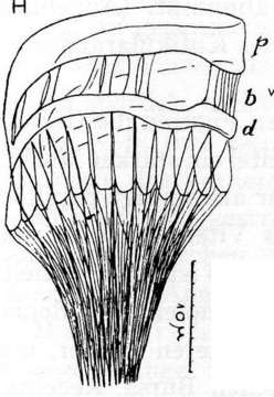 Image of Gieysztoria rubra (Fuhrmann 1894)