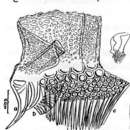 Image of Gieysztoria complicata (Fuhrmann 1912)