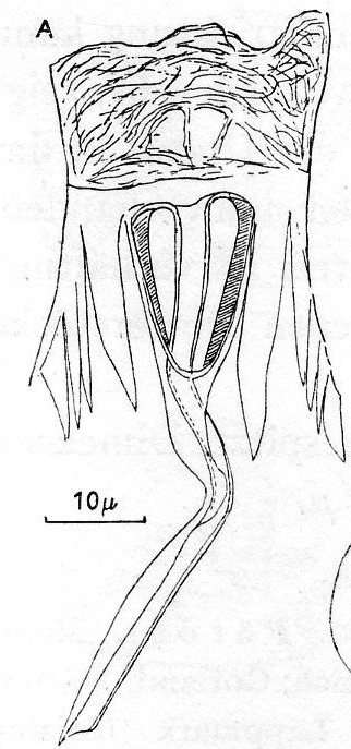 Plancia ëd Gieysztoria infundibuliformis (Fuhrmann 1894)