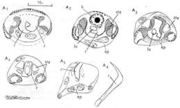 Plancia ëd Gieysztoria infundibuliformis (Fuhrmann 1894)