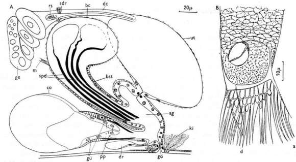 Plancia ëd Gieysztoria pavimentata (Beklemischev 1926)