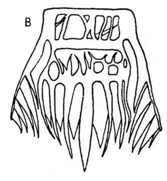 Image de Gieysztoria triangulata (Robeson 1931)