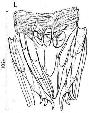 Gieysztoria triquetra (Fuhrmann 1894)的圖片