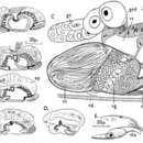 Image of Gieysztoria triquetra (Fuhrmann 1894)