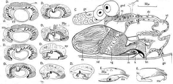 Image of Gieysztoria triquetra (Fuhrmann 1894)