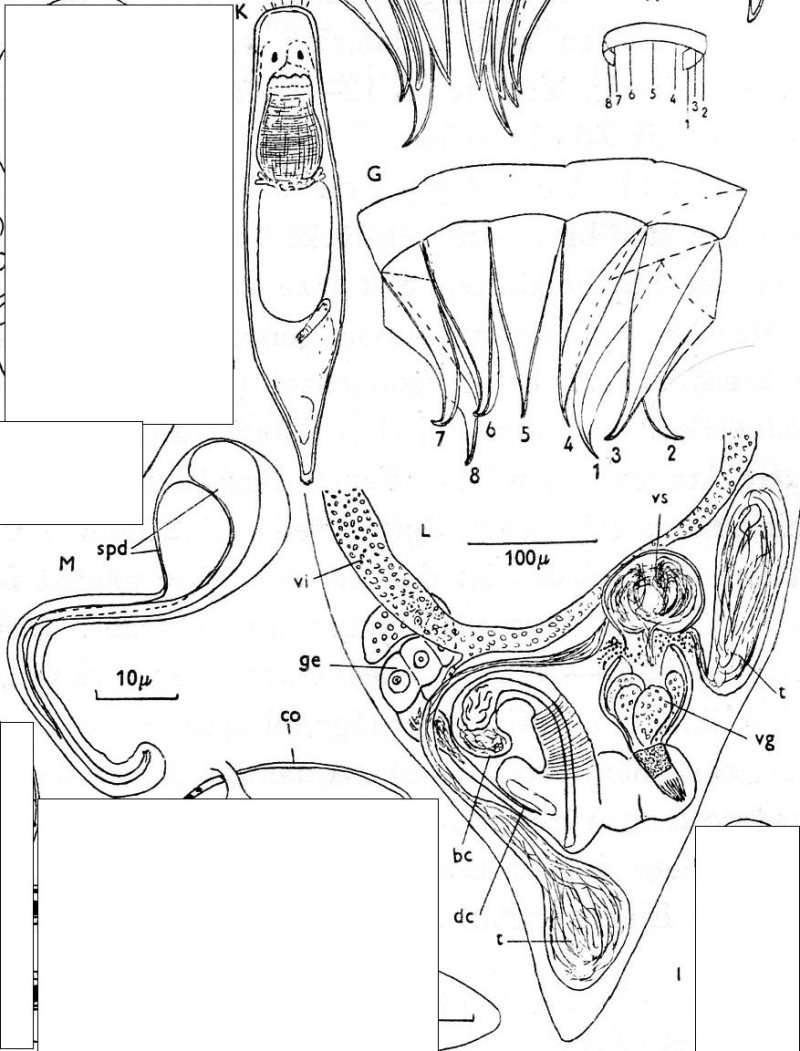 Gieysztoria virgulifera (Plotnikow 1906)的圖片