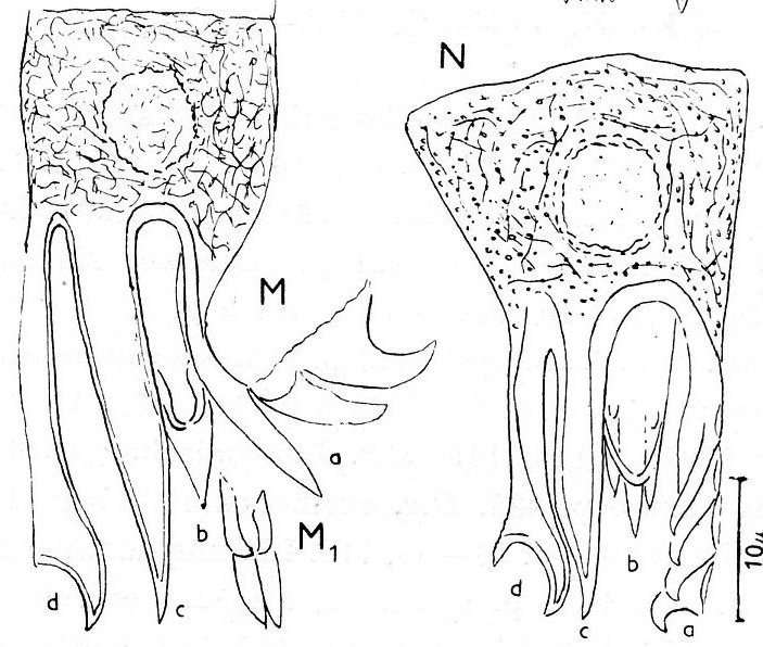 Image of Gieysztoria virgulifera (Plotnikow 1906)