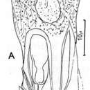 Plancia ëd Gieysztoria virgulifera (Plotnikow 1906)