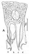 Gieysztoria virgulifera (Plotnikow 1906)的圖片