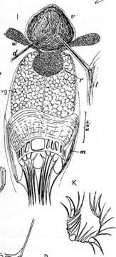 Image de Gieysztoria hymanae (Marcus 1946)