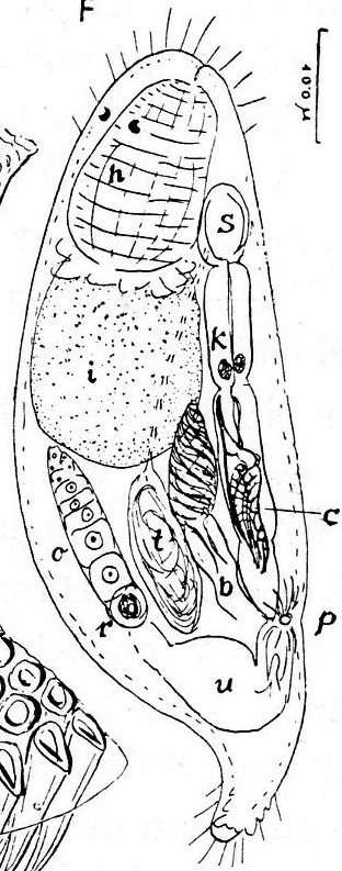 Image de Gieysztoria cypris (Marcus 1946)