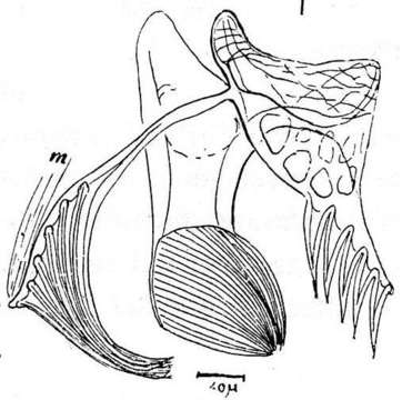 Image of (Marcusiella)