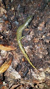 Image of Veracruz Green Salamander