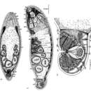 Image of Mecynostomum auritum (Schultze 1851)