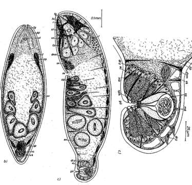 Image de Mecynostomidae