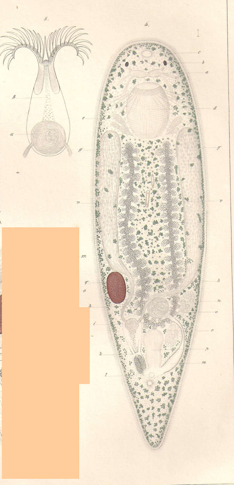 Image de Dalyellia viridis (Shaw 1791)