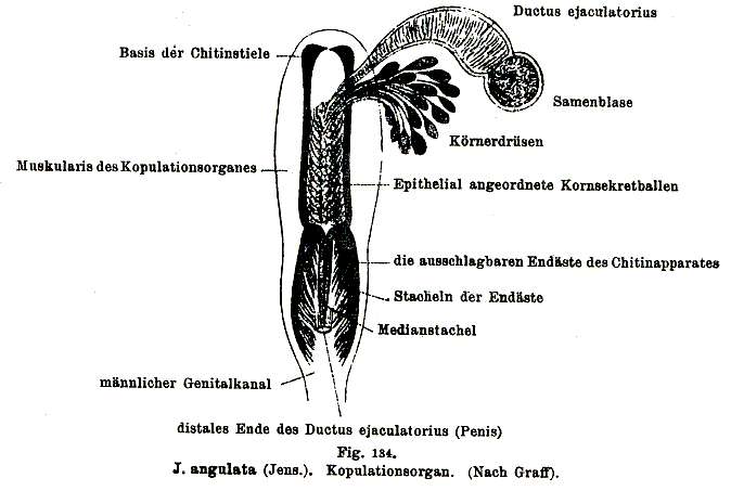 Plancia ëd Jensenia