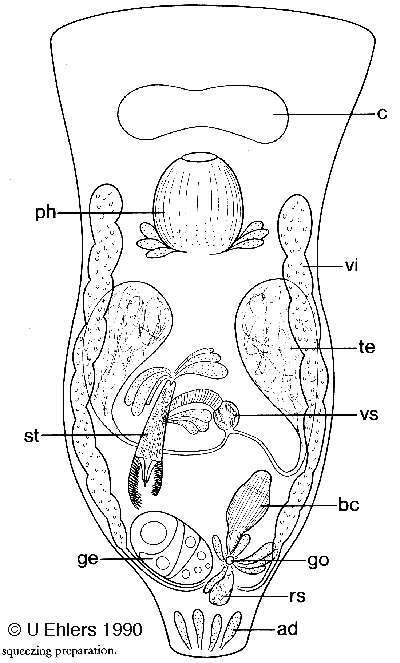 Plancia ëd Jensenia