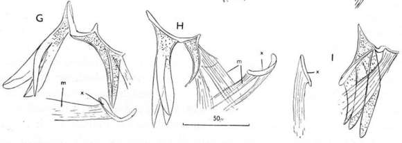 Image de Vaillantiella