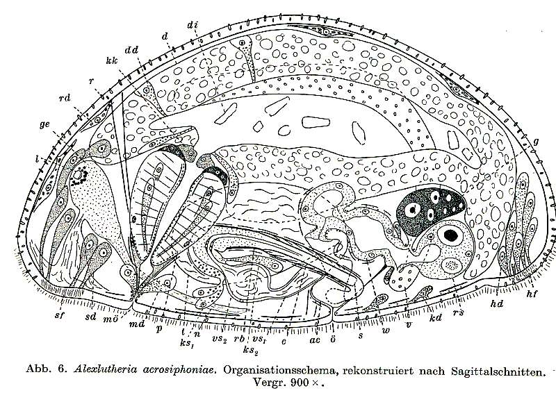 Image of Alexlutheria