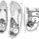 Image de Mecynostomum haplovarium Dörjes 1968