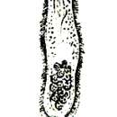 Sivun Fecampia xanthocephala Caullery & Mesnil 1902 kuva