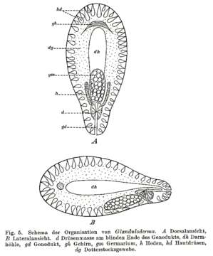 Image of Glanduloderma