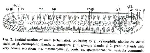 Image of Kronborgia