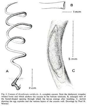 Image of Kronborgia