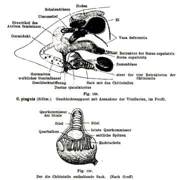 Image of (Castrella) pinguis (1)