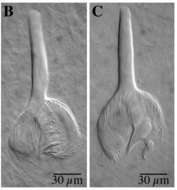 Image of (Castrella) pinguis (1)