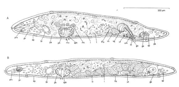 Image of Bertiliellidae