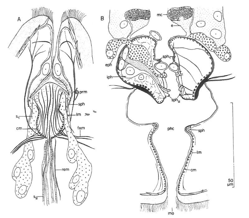 Image of Florianella