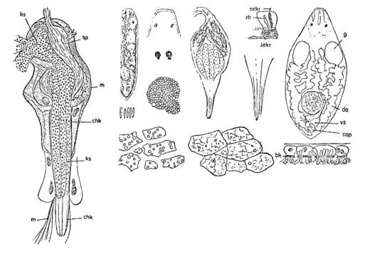Image of Promesostomidae