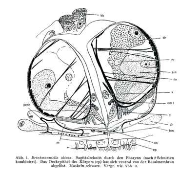 Image of Promesostomidae