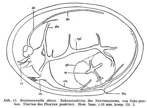 Image of Promesostomidae