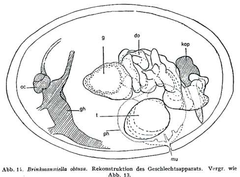 Imagem de Promesostomidae