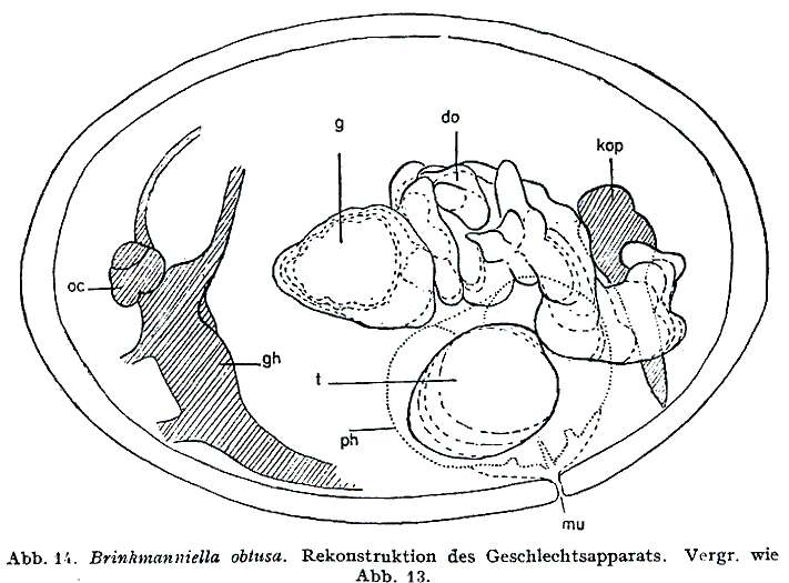 Image of Promesostomidae