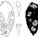 Image of Brinkmanniella microps Schockaert & Martens 1985