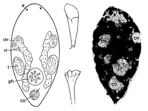 Image of Brinkmanniella microps Schockaert & Martens 1985
