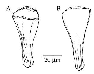 Image of Brinkmanniella palmata Karling 1986