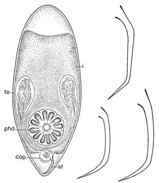 Image of Brinkmanniella procerastyla Ehlers 1974