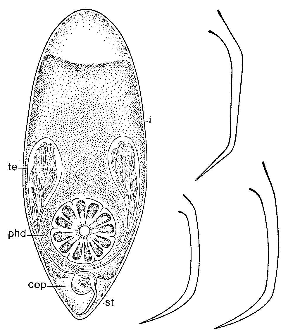 Image of Brinkmanniella procerastyla Ehlers 1974
