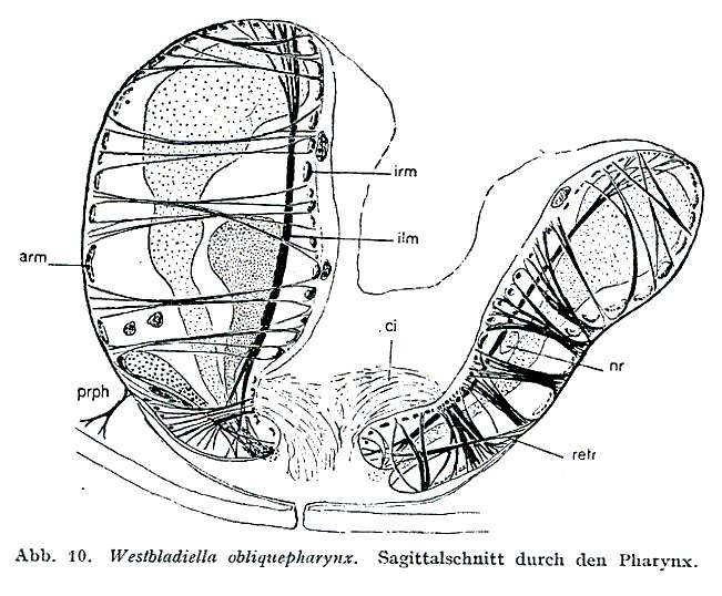 Image of Westbladiella