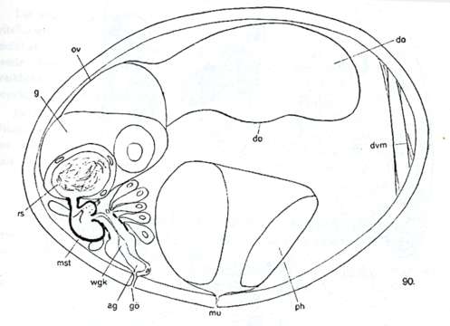 Image of Westbladiella